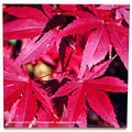 tile393 Acer japonicum Bloodgood 0796